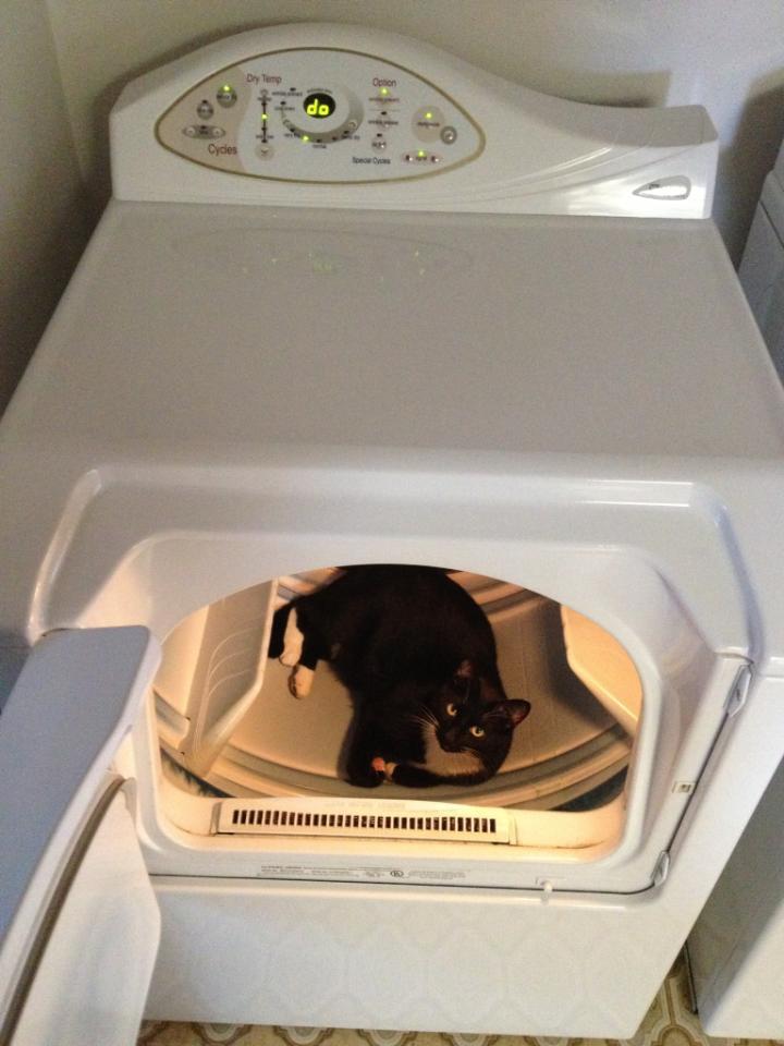 Cat nap in the dryer