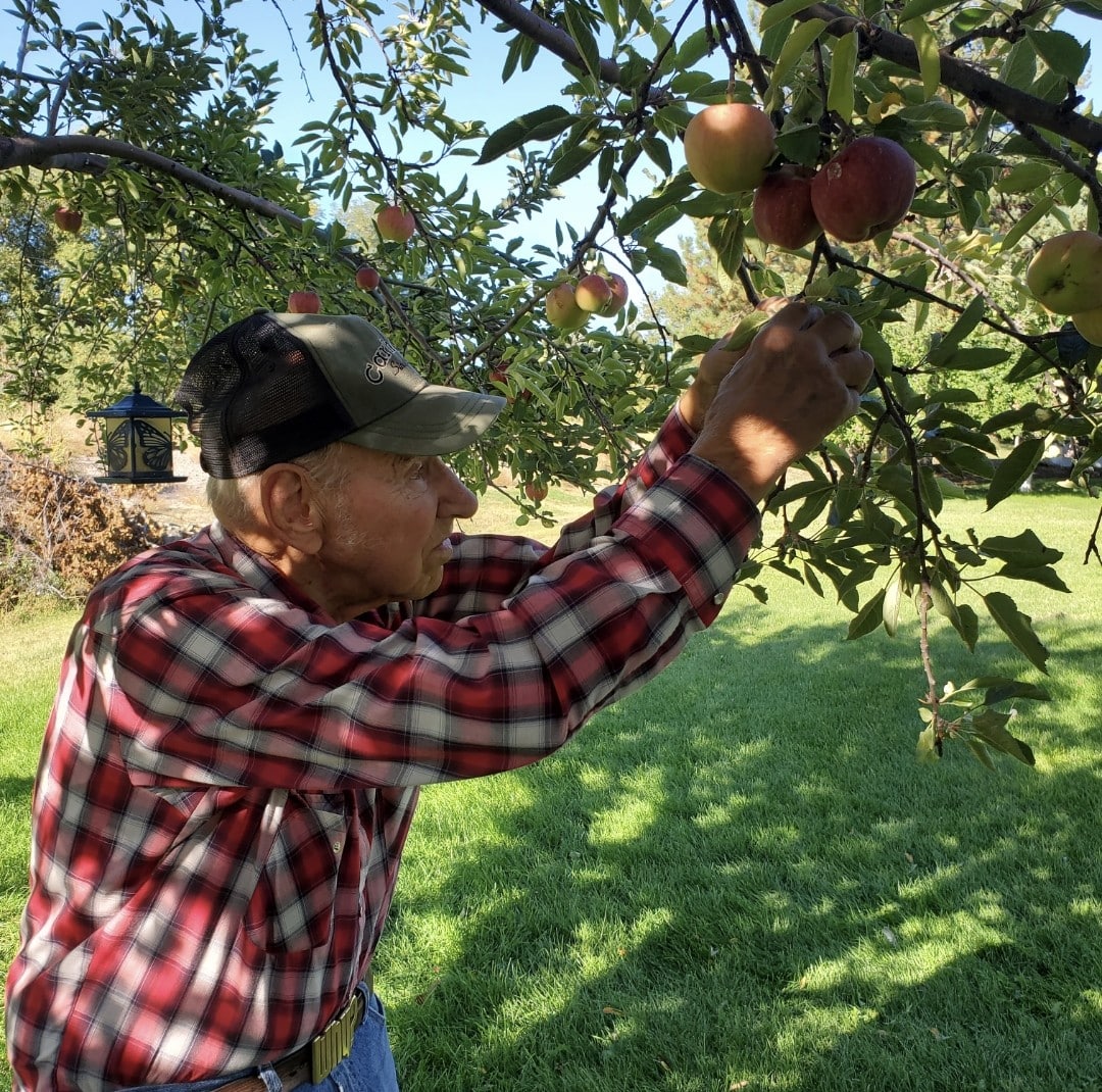 Grandpa picking apples